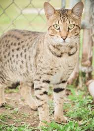 savannah cat