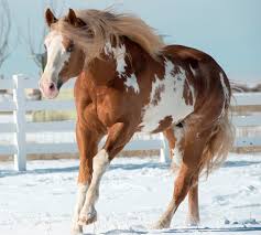 paint horse