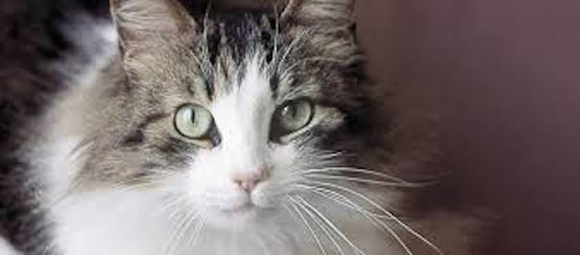 cat constipation