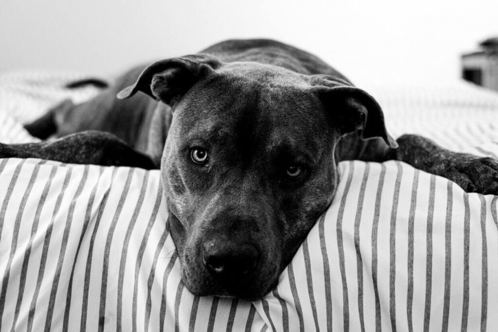 black pitbull
