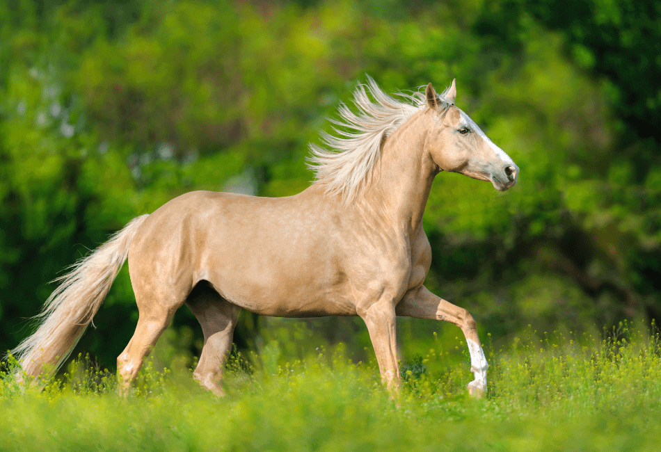 beautiful palomino horse