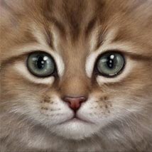 persian kitty