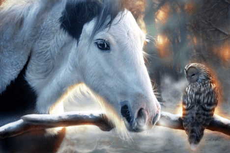 gypsy horse