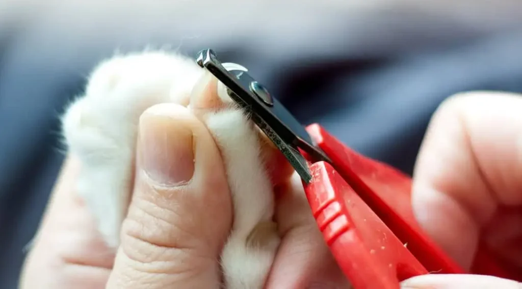 Clipping Cat Nails: The Art of Relating
