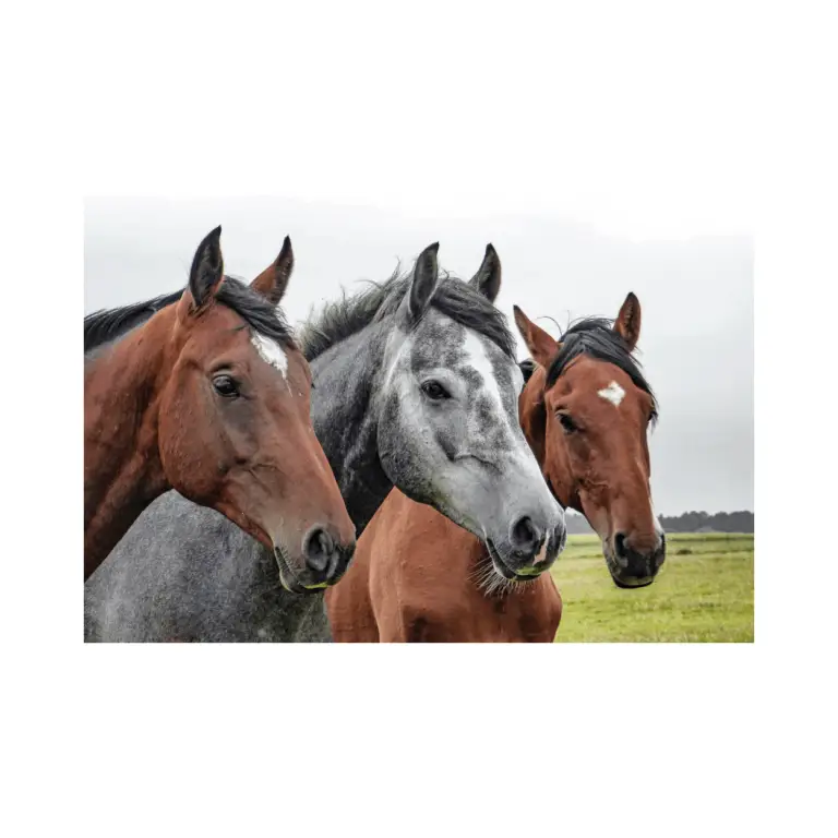 how long do horses live