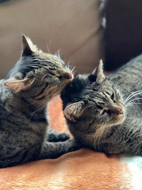 why do cats lick each others heads