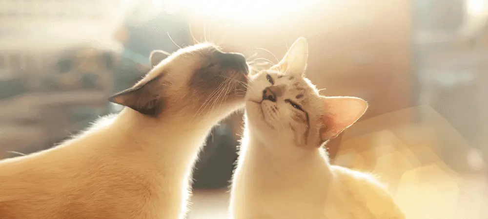 why do cats groom each other