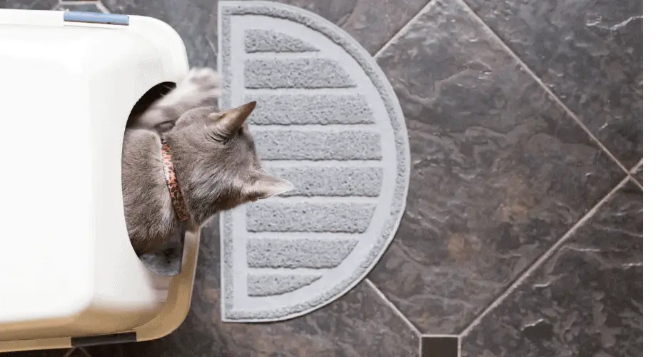 cat won't pee in the litter box but will poop