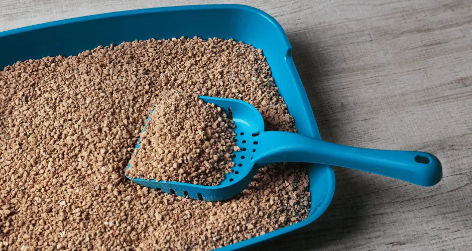 cat keeps peeing outside litter box