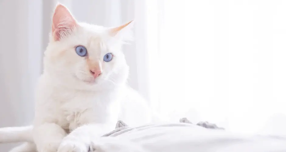 Cat Urinating in house suddenly