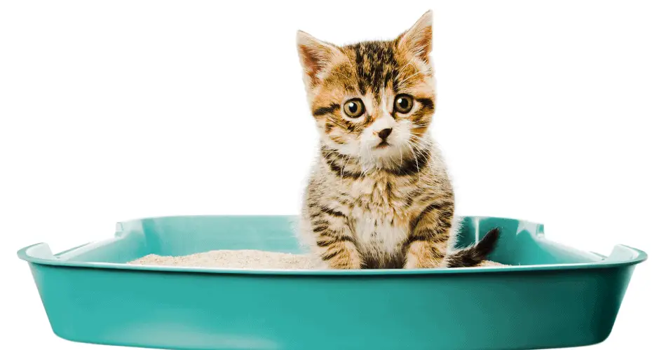 cat peeing outside litter box after move