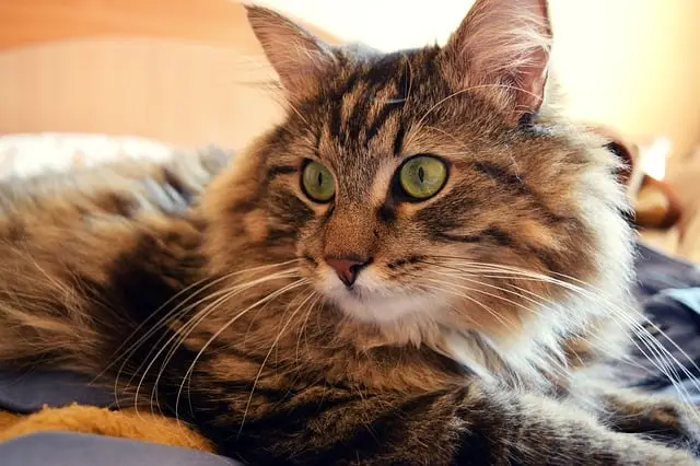 Why Does My Cat Lay On My Chest? Strong Heart!