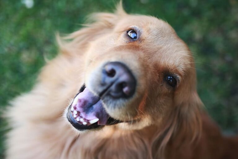 Do Golden Retrievers Shed? How To  Care For Your Golden's Coat