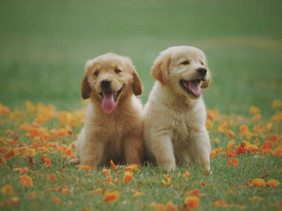 do golden retrievers shed as puppies