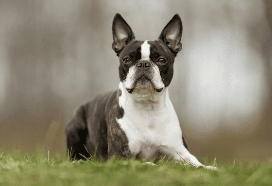 what breeds make a boston terrier