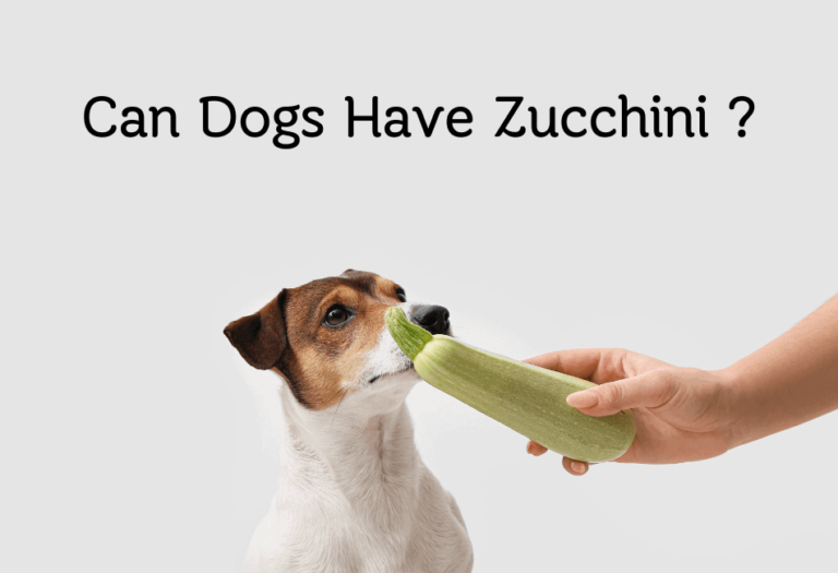 Can Dogs Have Zucchini? This Veggie Packs A Powerful Punch