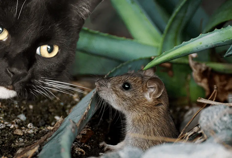 Do Cats Eat Mice? How To Handle a Natural Feline  Hunter