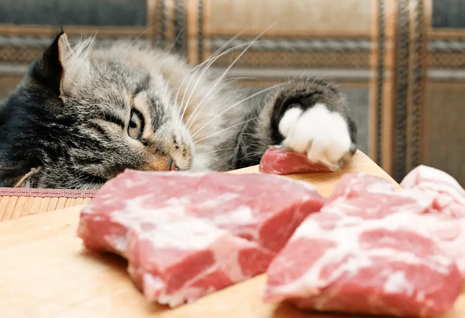 can cats eat steak