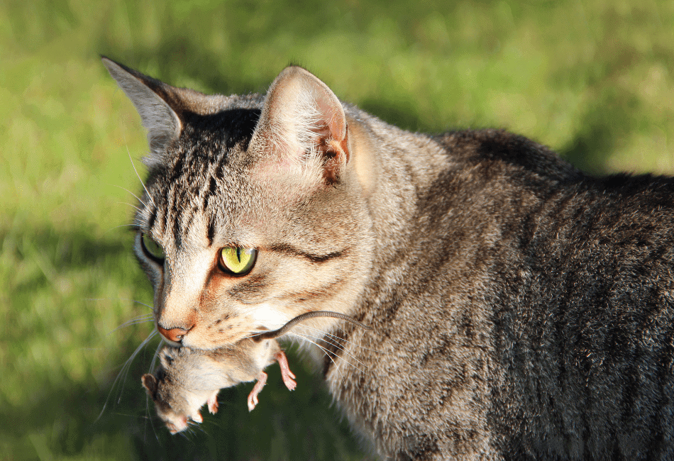 do cats eat mice or just kill them