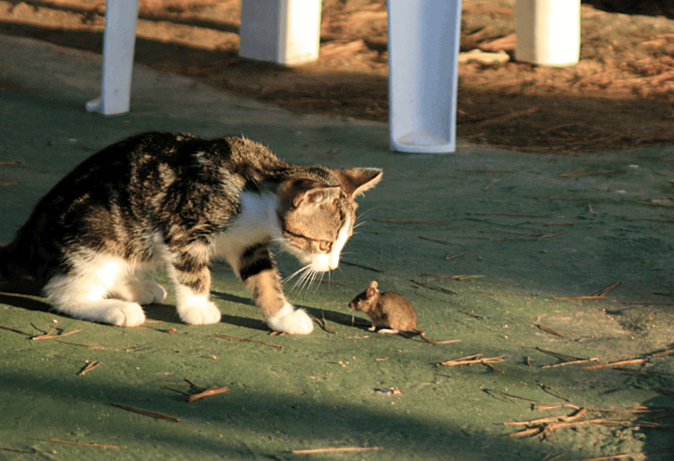 how long do cats play with mice before killing them