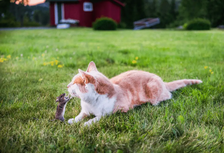 my cat killed a mouse but didn't eat it