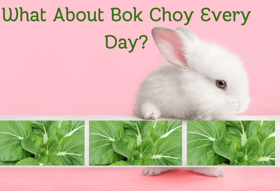 can rabbits eat bok choy every day