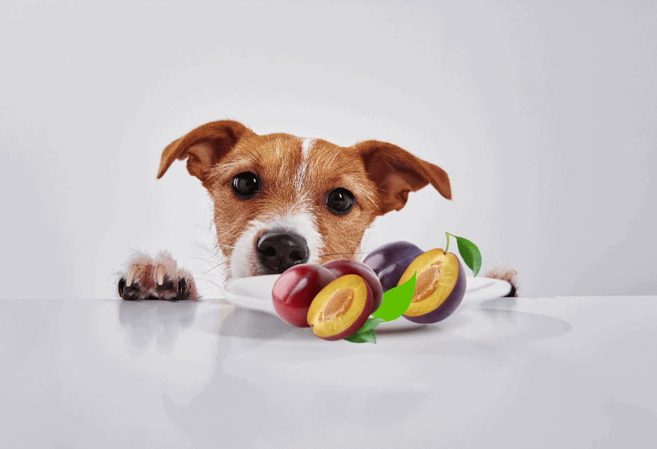 are plums good for dogs