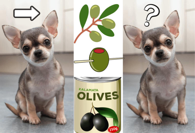 Can Dogs Eat Olives? Best Olives For Dogs & Medicinal Uses