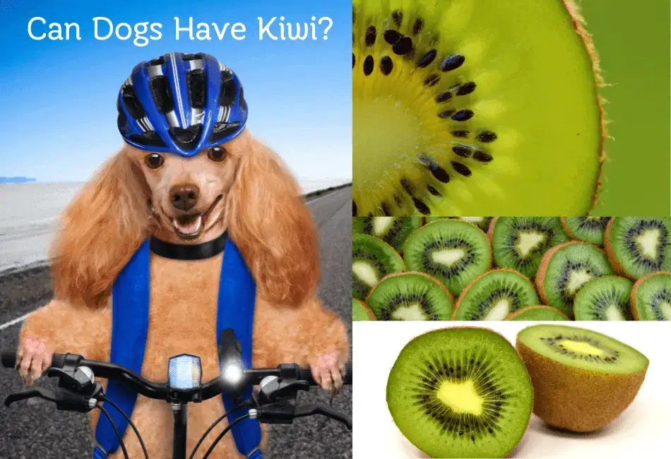 can dogs have kiwi