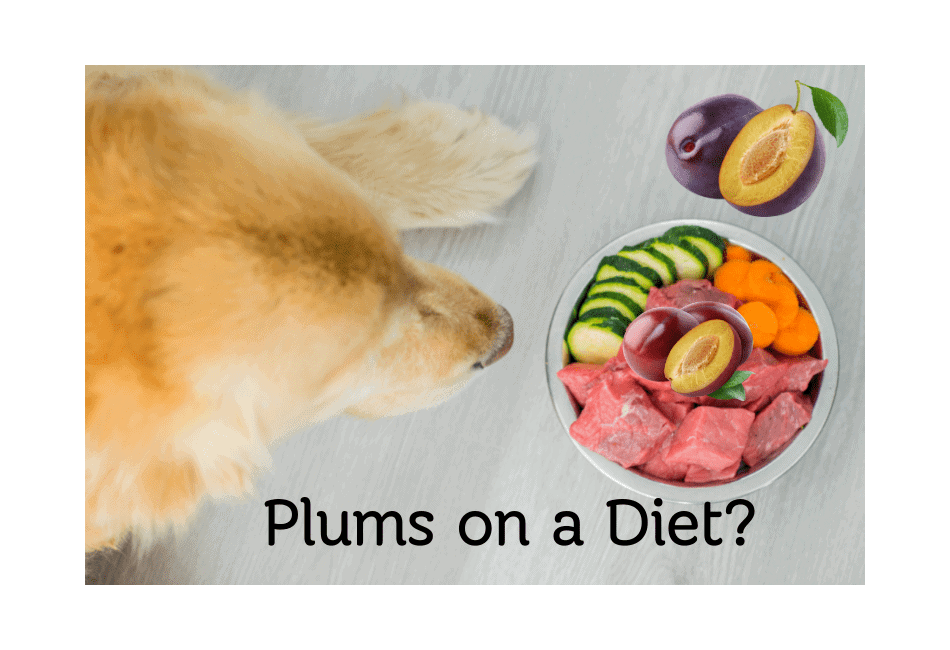 can dogs have plums while on a diet