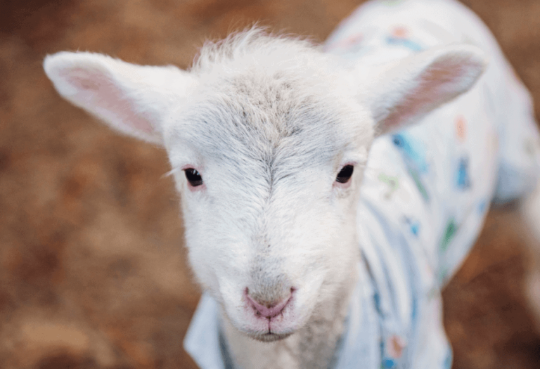 How Long Do Goats Live?  2 Guaranteed Factors