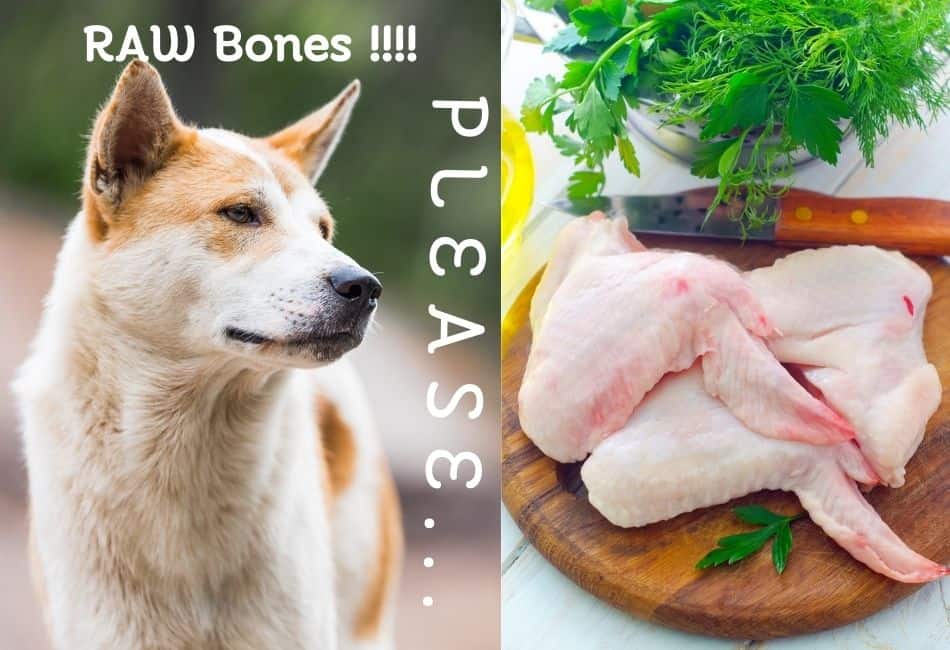 can dogs eat raw chicken bones