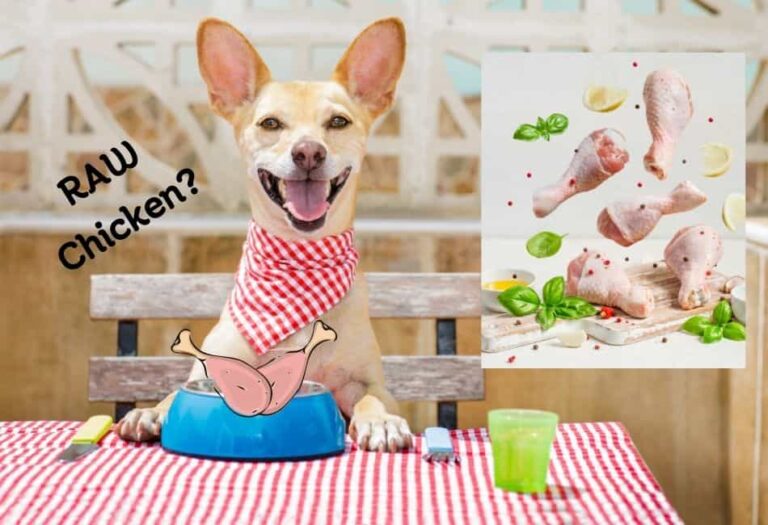 Can Dogs Eat Raw Chicken? Bone Up On The Real Story!