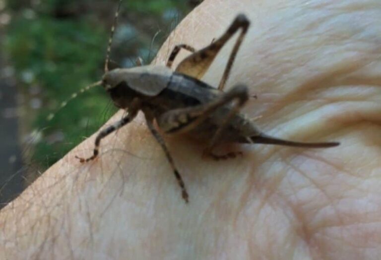 How Long Do Crickets Live? The Amazing Cricket