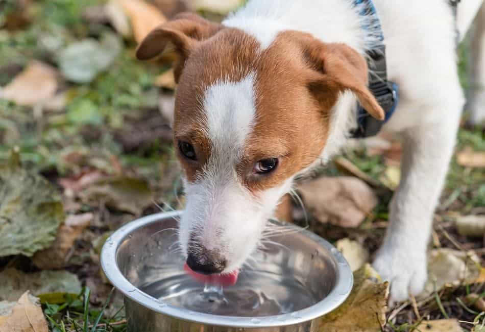 best water for dogs