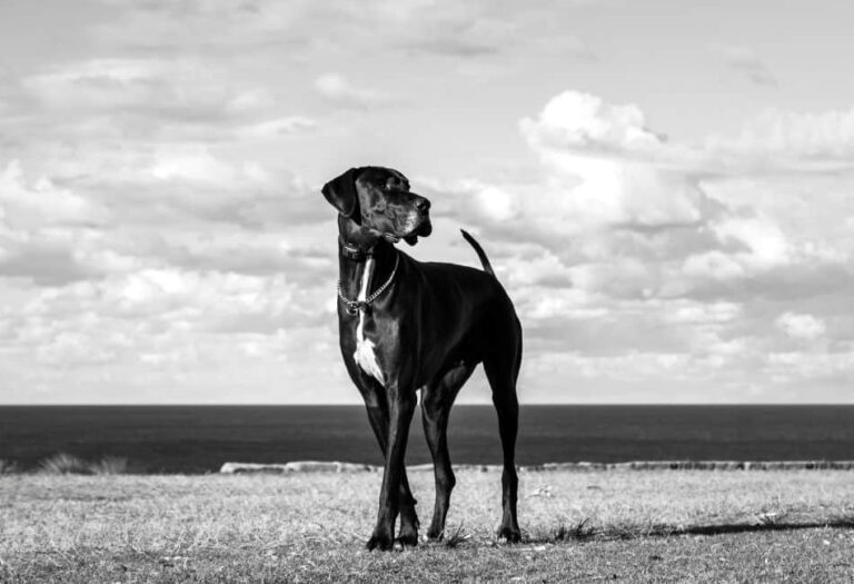 Great Dane Lifespan: Complete Guide To A Long Life
