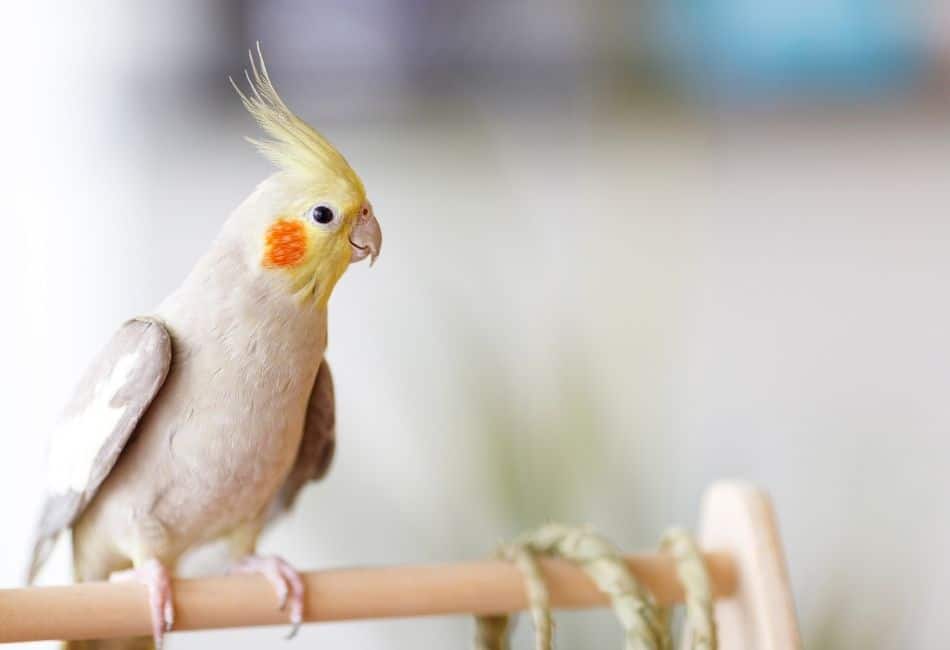 how long do male cockatiels live