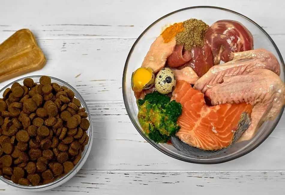 is kibble bad for dogs