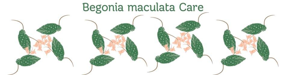 Begonia maculata Care copy 2