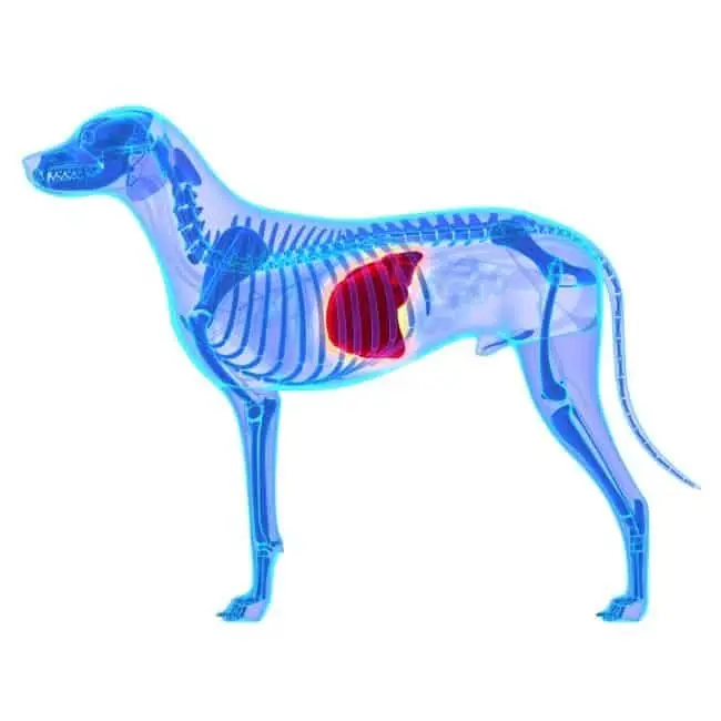 Is beetroot good for dogs