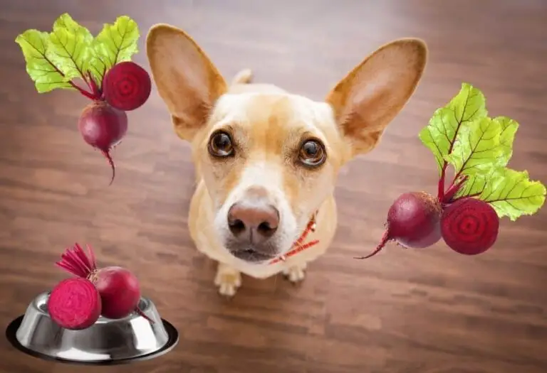 can dogs eat beets