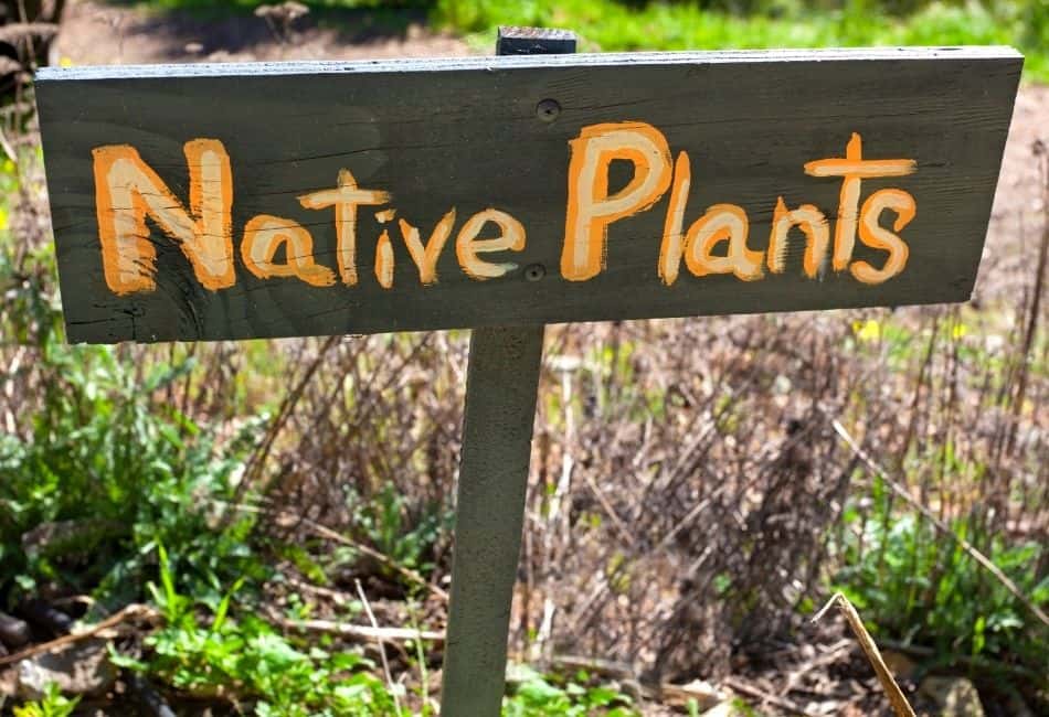 what are native plants