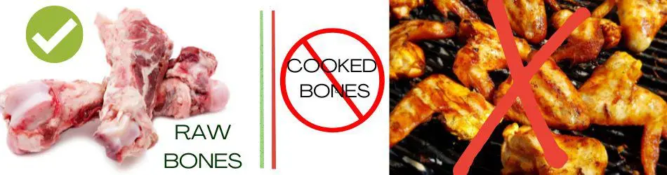 CAN DOGS EAT CHICKEN BONES