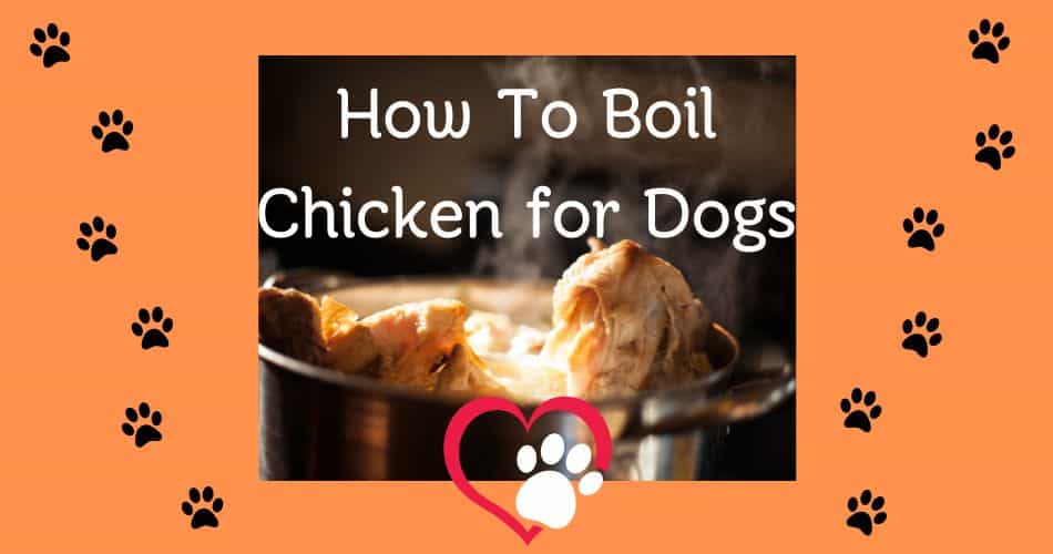 boiled chicken for dogs