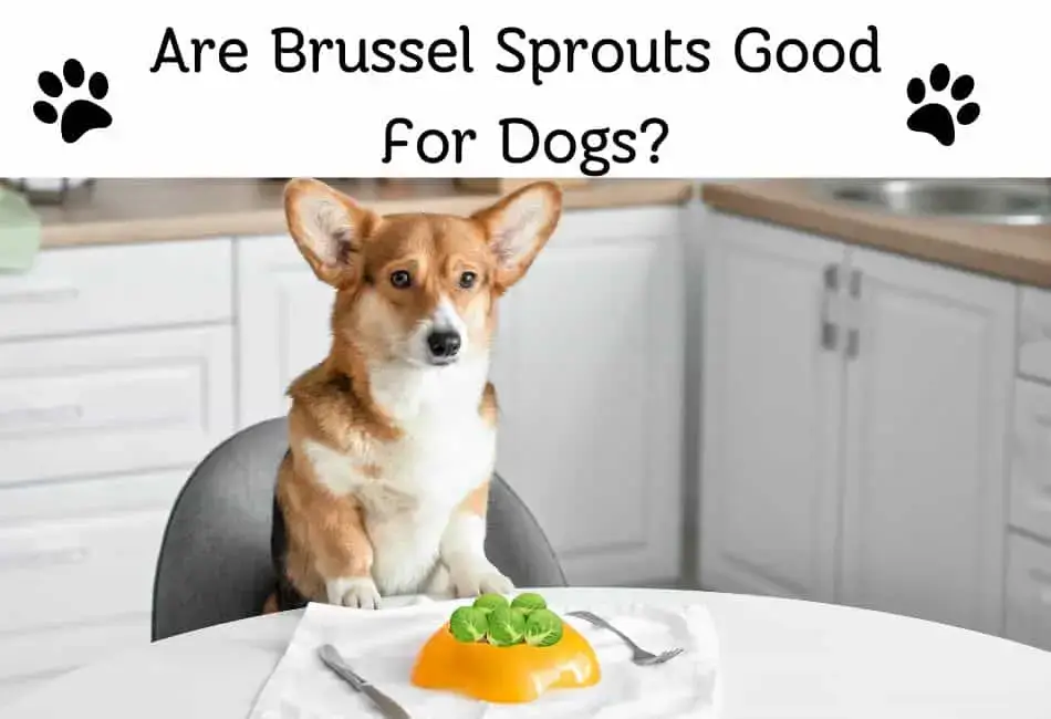 Are Brussel Sprouts Good For Dogs