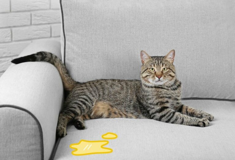 How To Get Cat Pee Out Of The Couch: INSTANT Fix