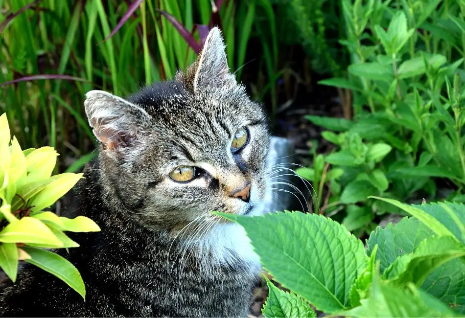 plants cats can eat