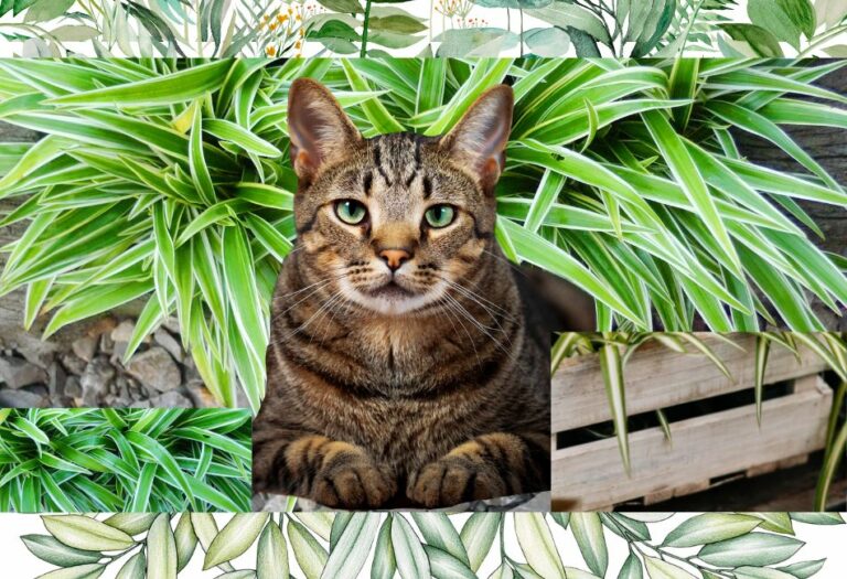 Are Spider Plants Toxic to Cats? BEST Cat Plants