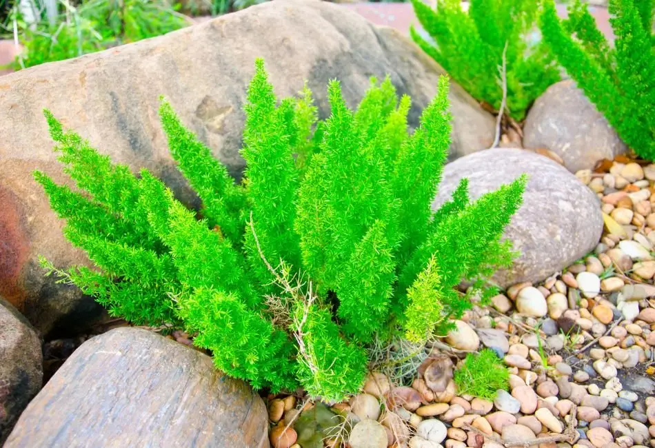 Are Asparagus Ferns Toxic To Cats