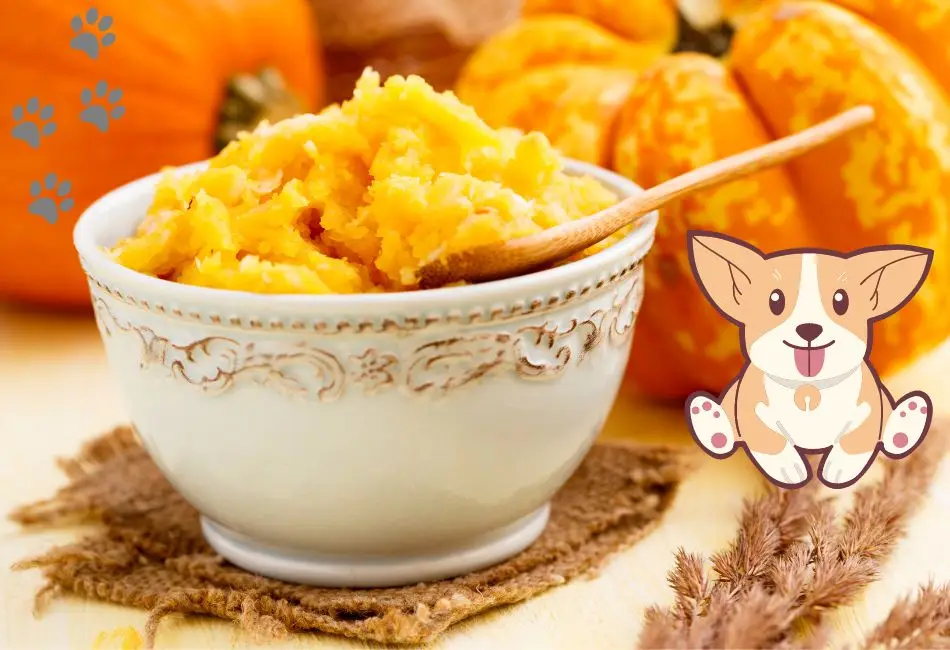 How To Make A Dog Poop Instantly